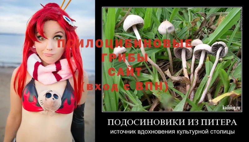 Псилоцибиновые грибы Magic Shrooms  Бронницы 